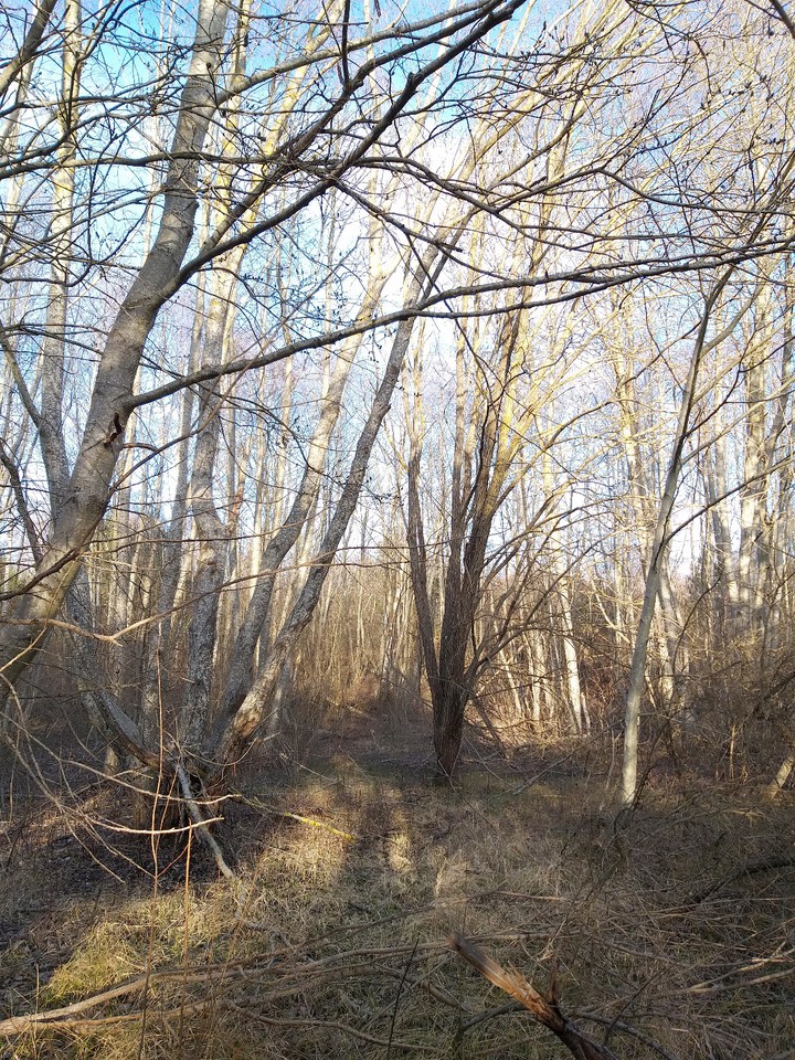 woods