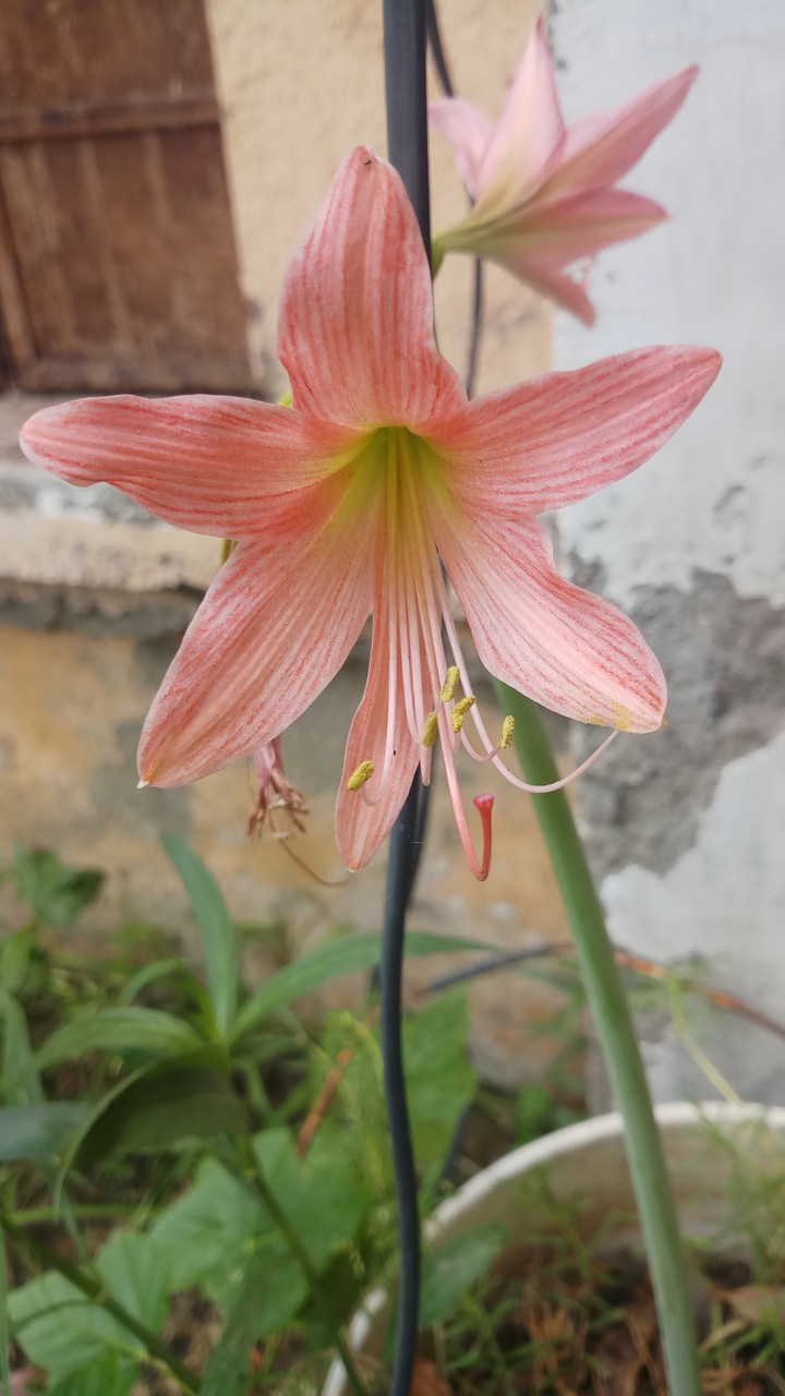 flower Lover