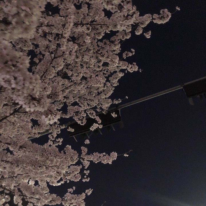 cherry blossoms