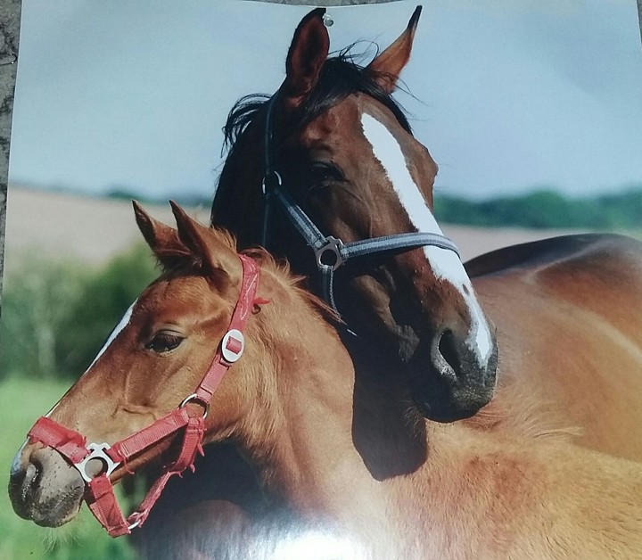 two horse