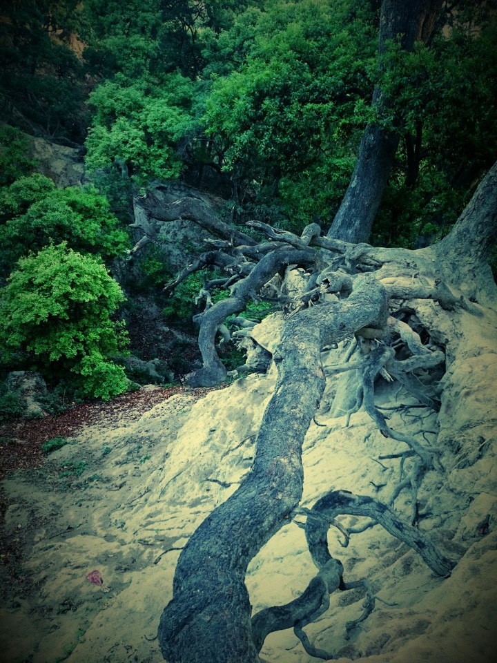 Nature