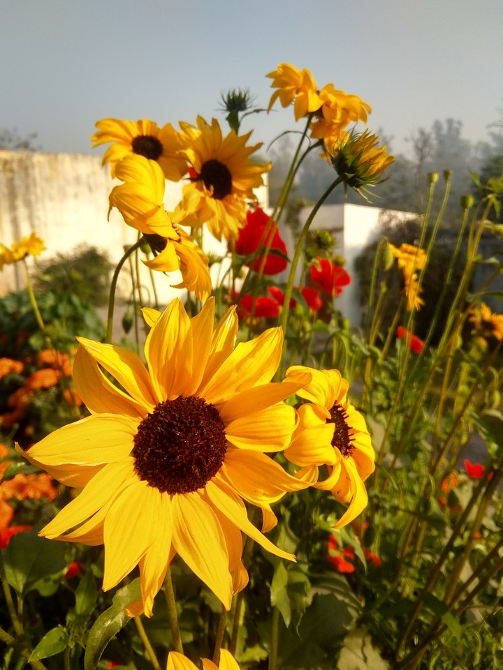 flower