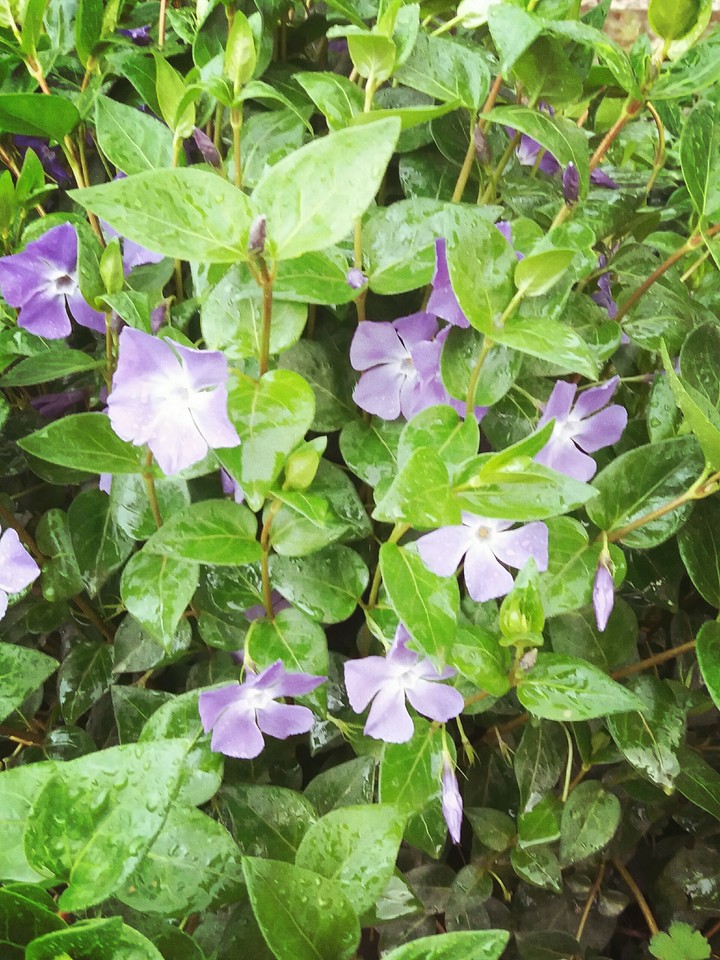 Rain and Flower