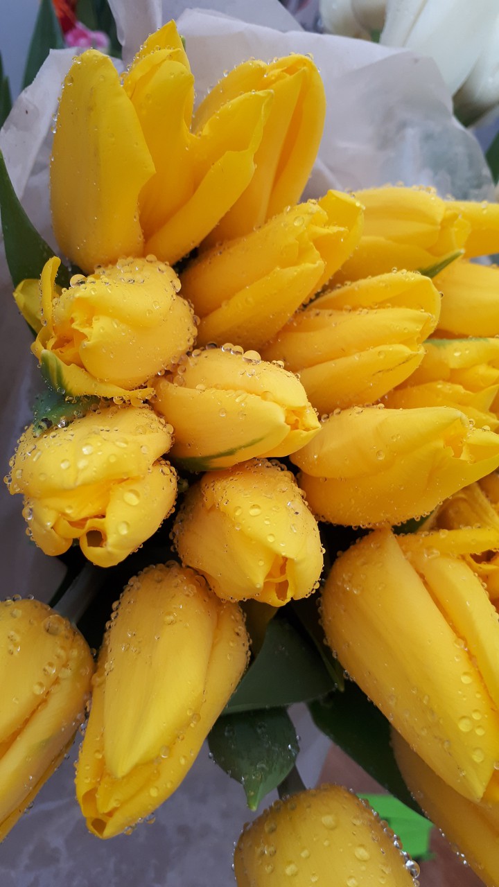 flowers