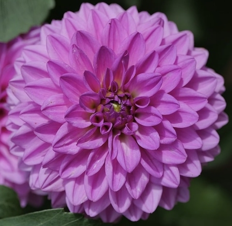 Pink Flower