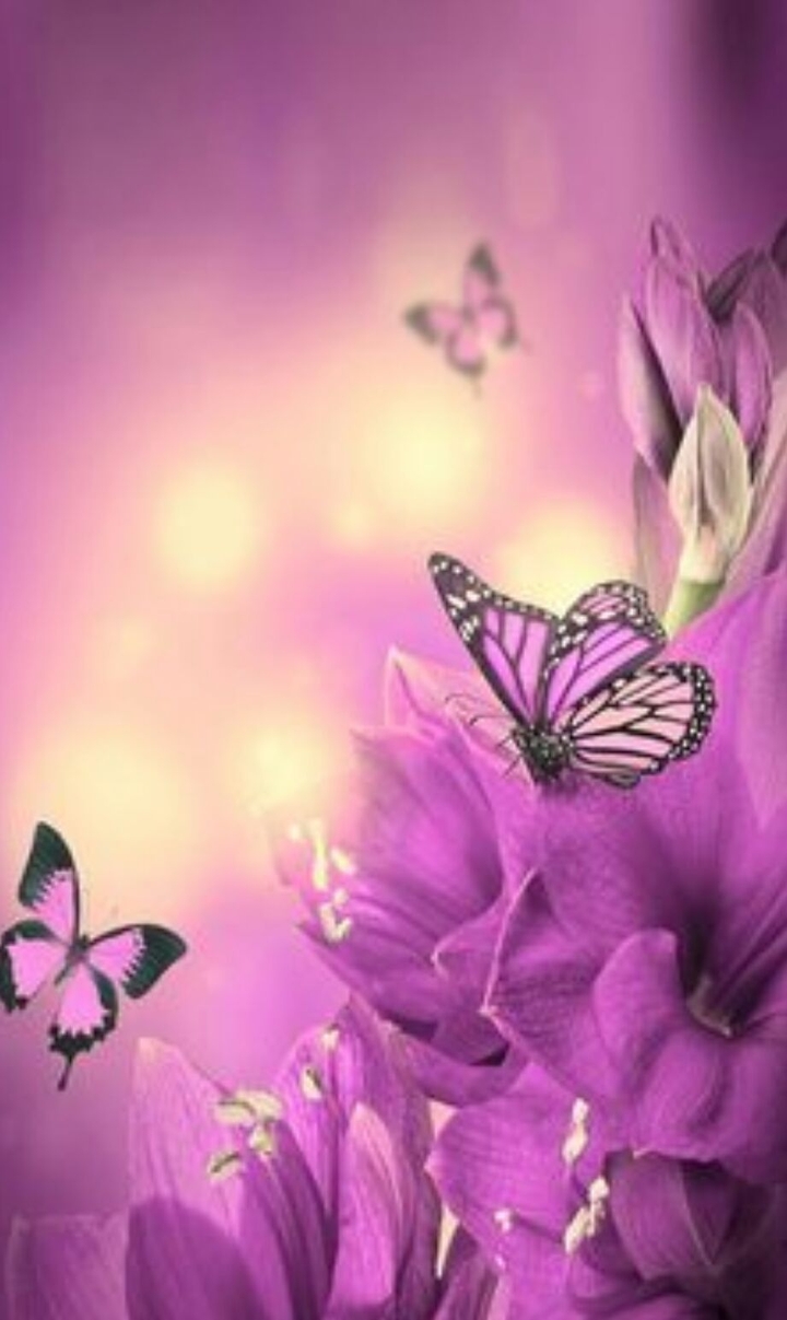 colourful butterflies pink and purple