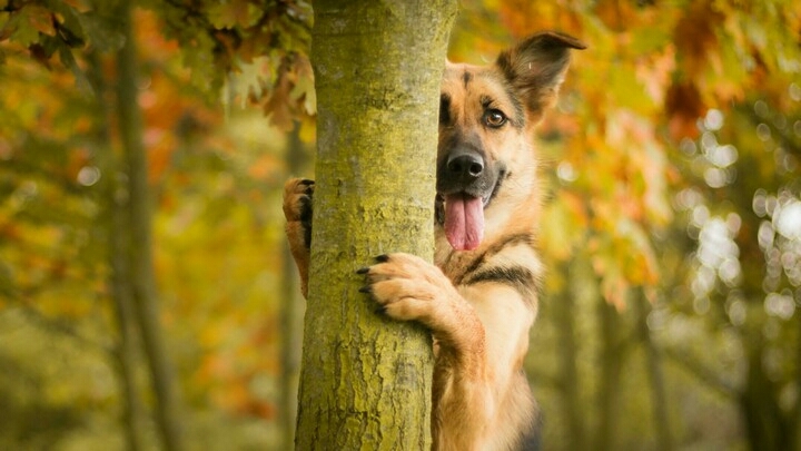Hunde Katzen ???