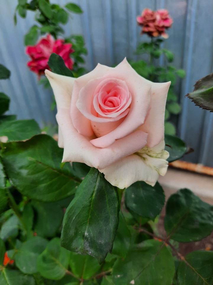 roses