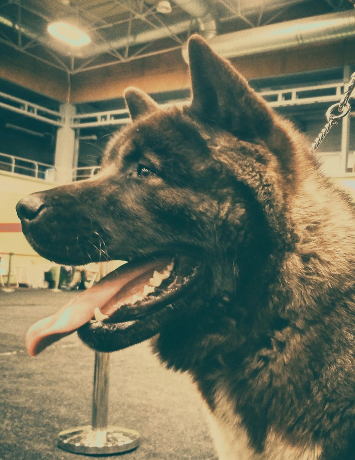 lovely dog