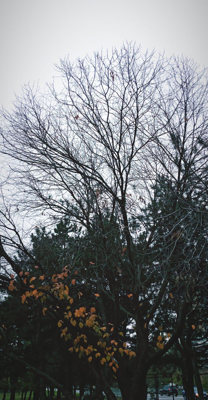autumn