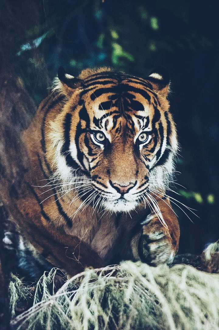 тигр