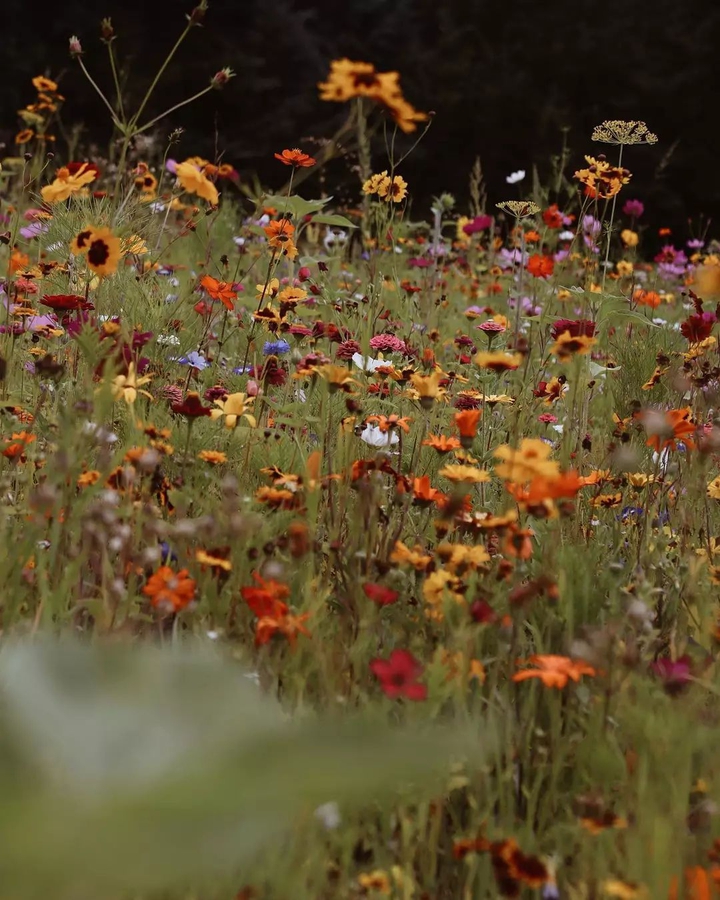 sonbahar ?