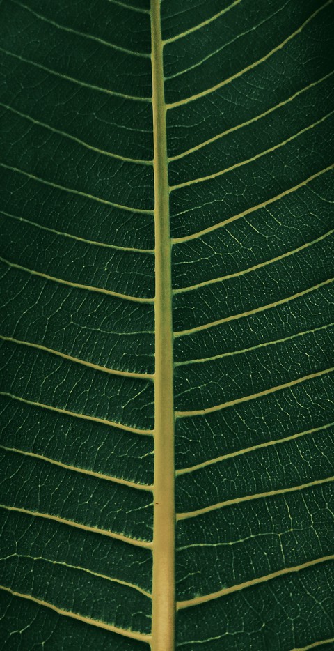leafs