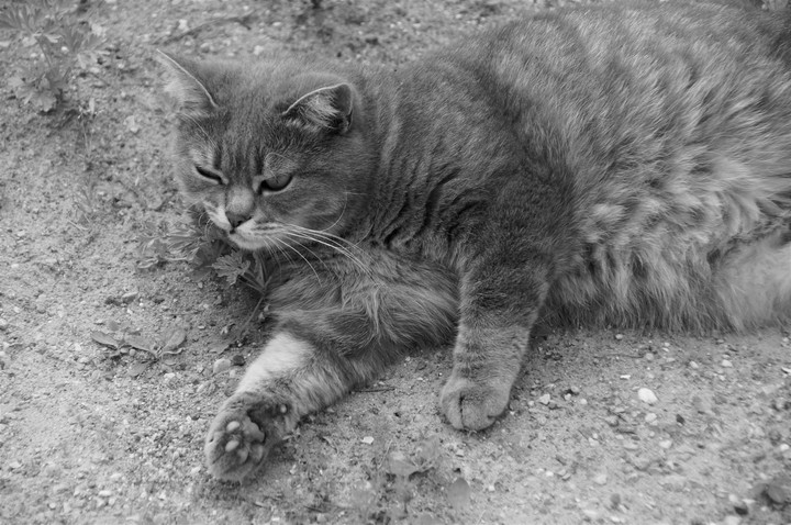 cat