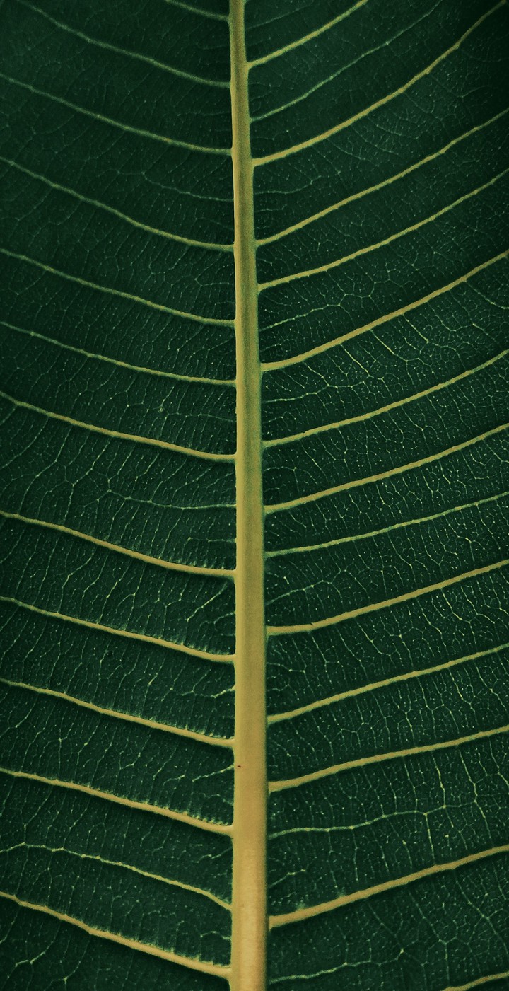 leafs