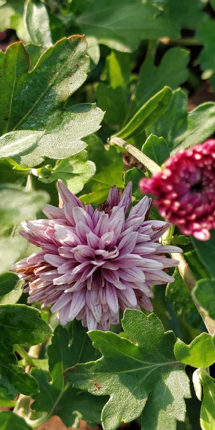 Old Flower