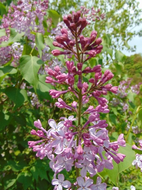 papéis de parede plants, flower