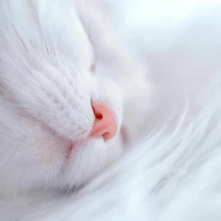 white cat