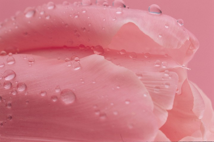 Beautiful Flowers