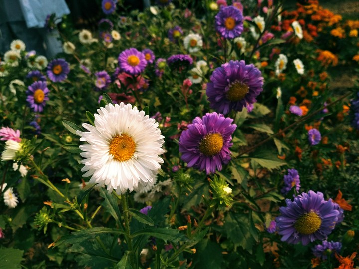 Flowers...