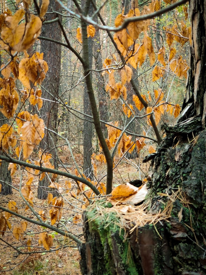 Do U see a bird? :)