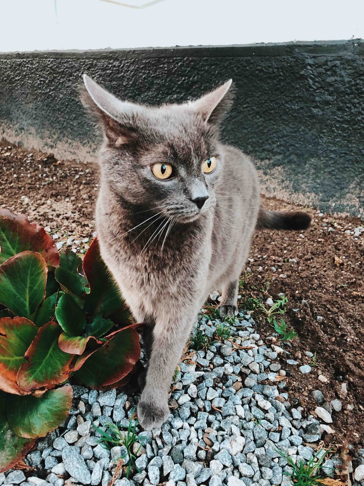 Cat
