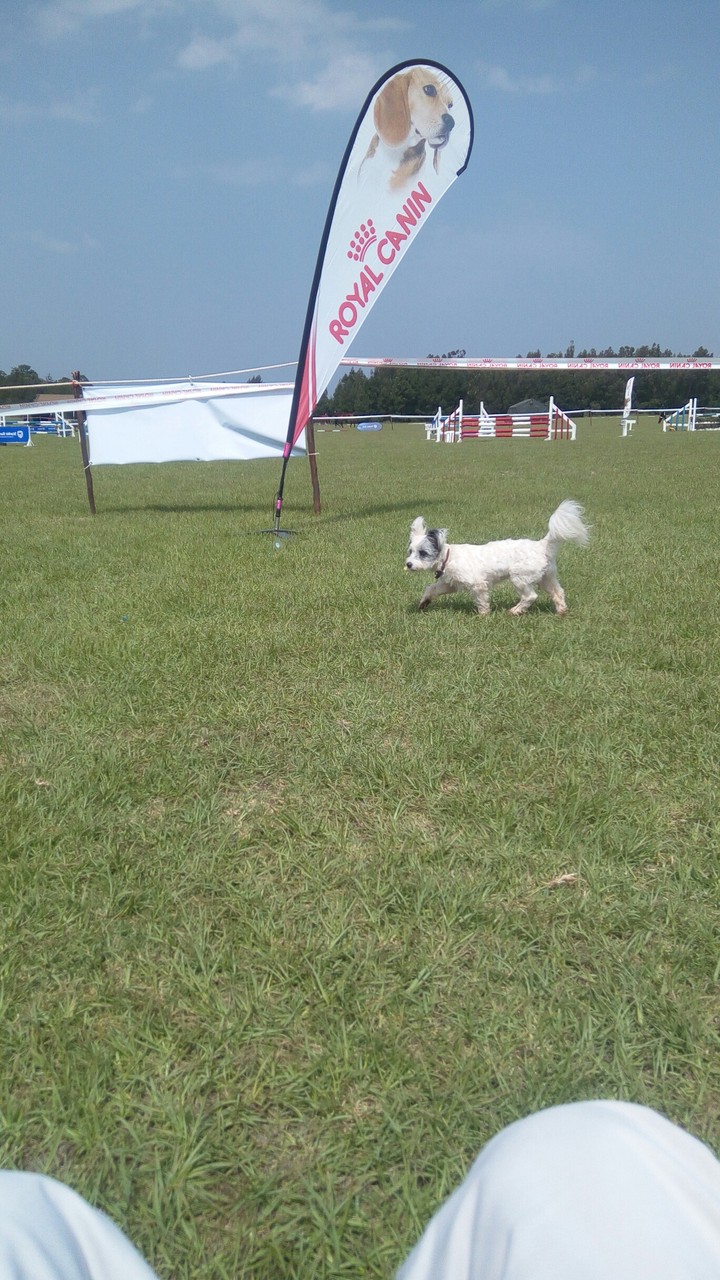 Dog day out
