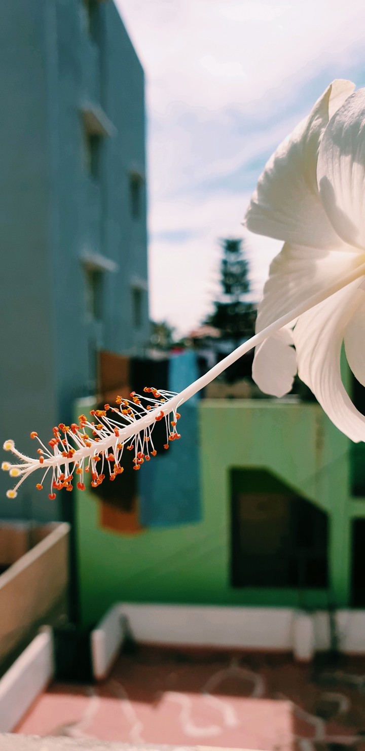 #flower #nature love