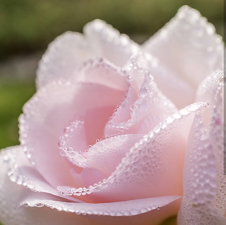 Morning dew