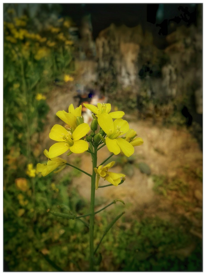 flower