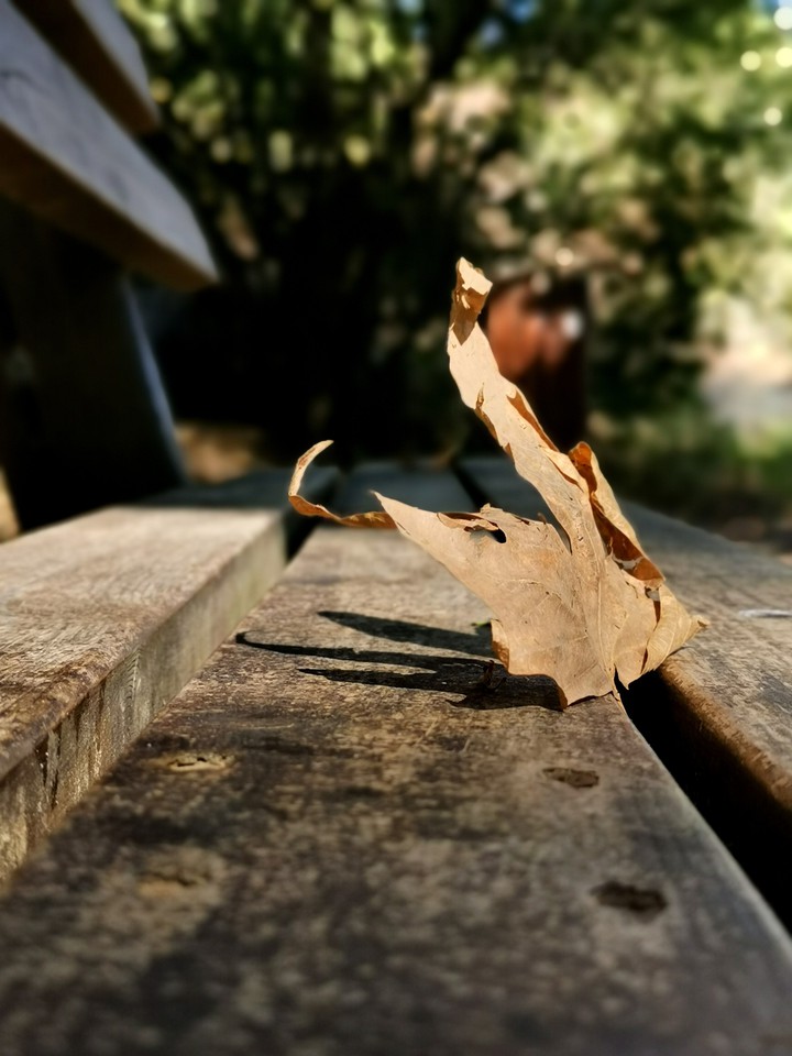 Leaf