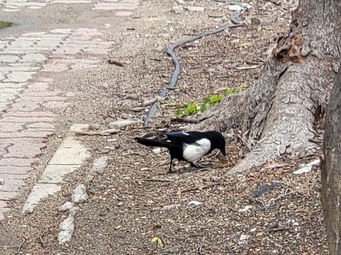 hình nền bird, Tail