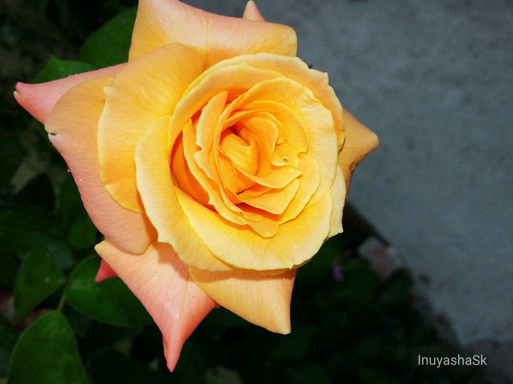 rose