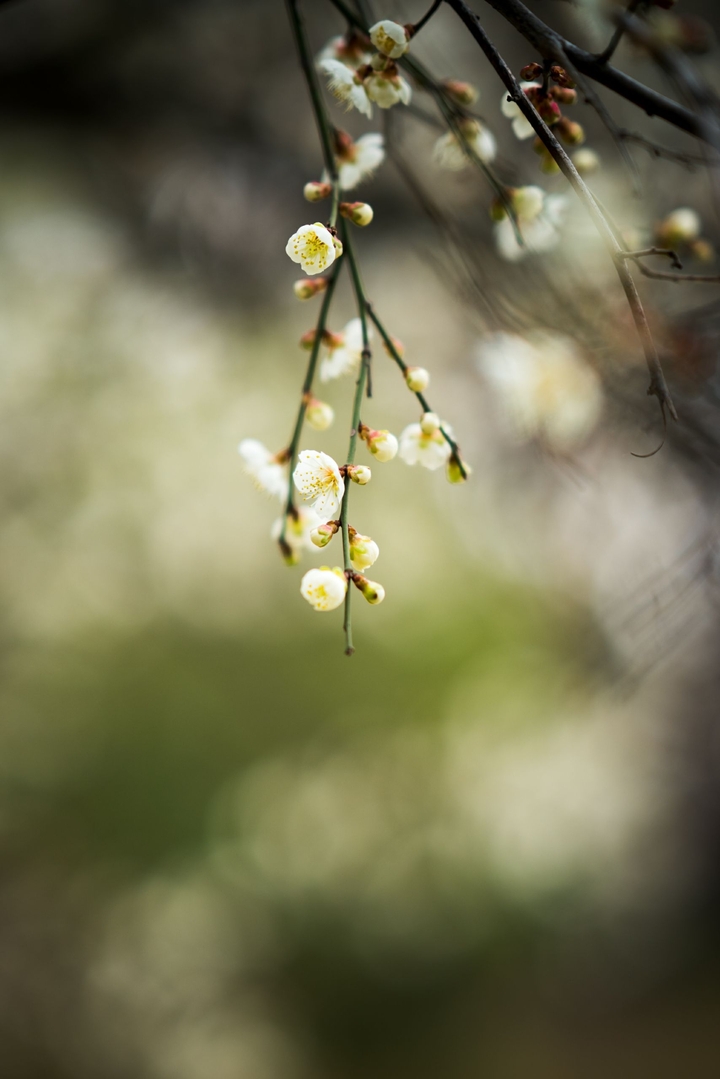 japanese apricot_2