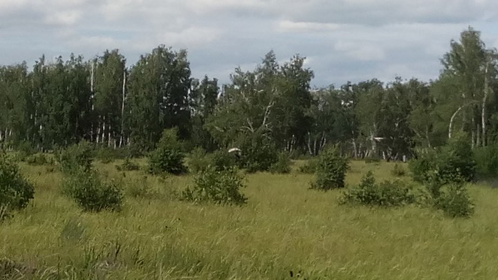 лес