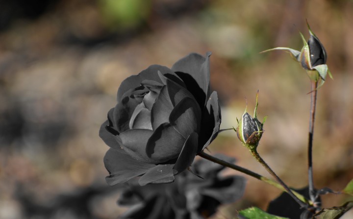 Black Rose(Halfeti/Şanlıurfa/Turkey)