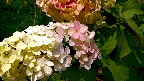 Gradient