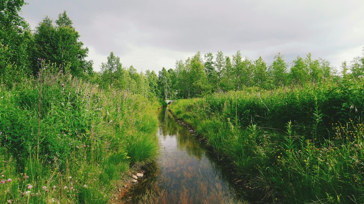 jungle