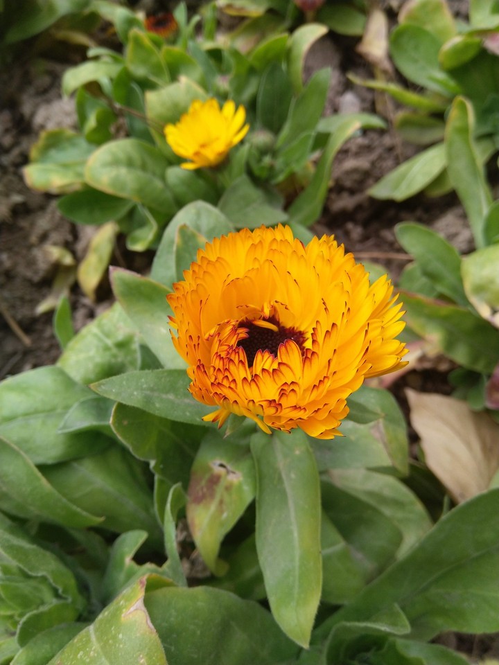 flowers at IUST