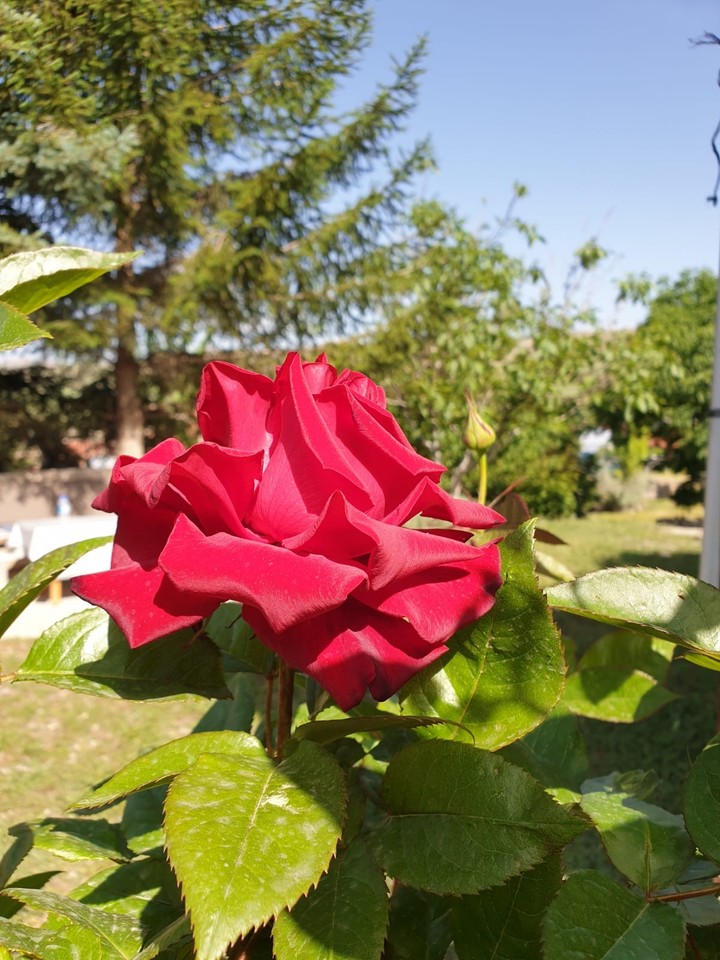 Kırmızı Gül