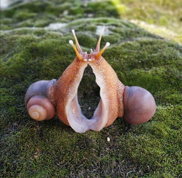 Two Snails