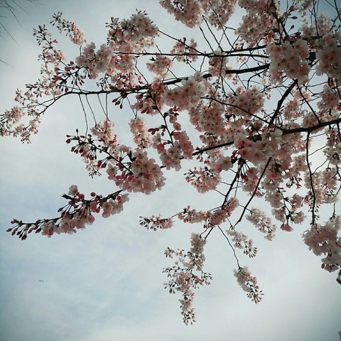 spring