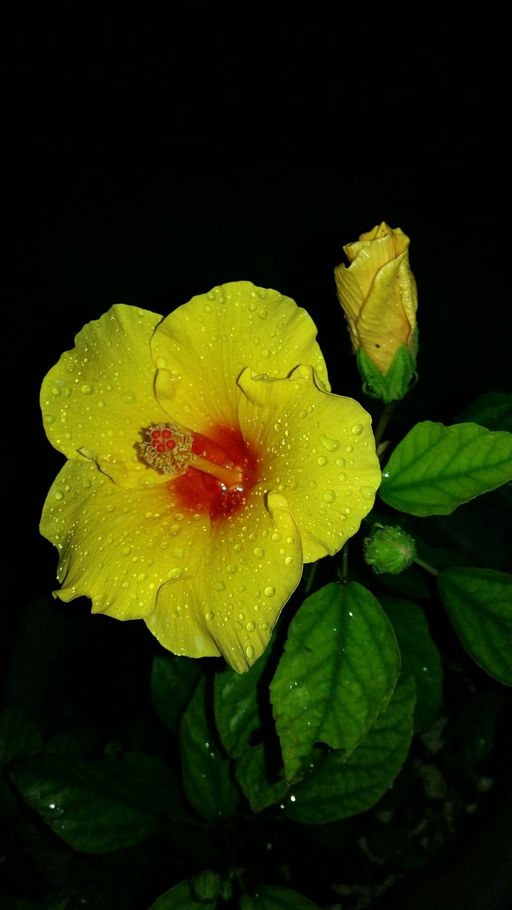 Hibiscus