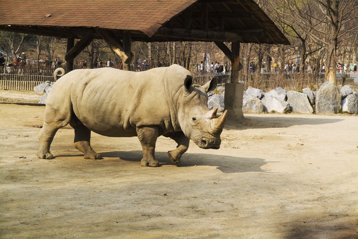 Animal