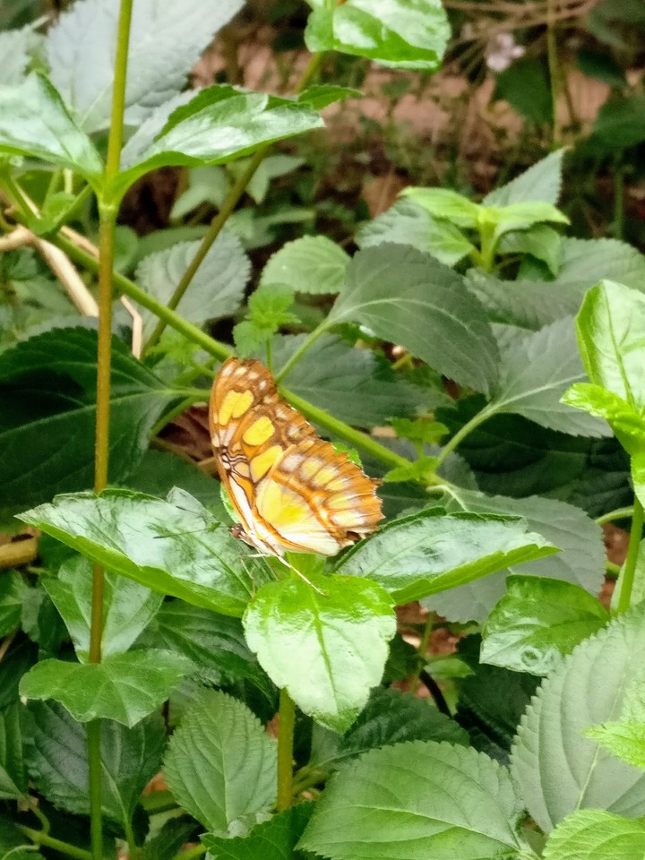 vlinder