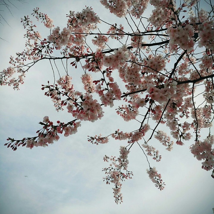 spring