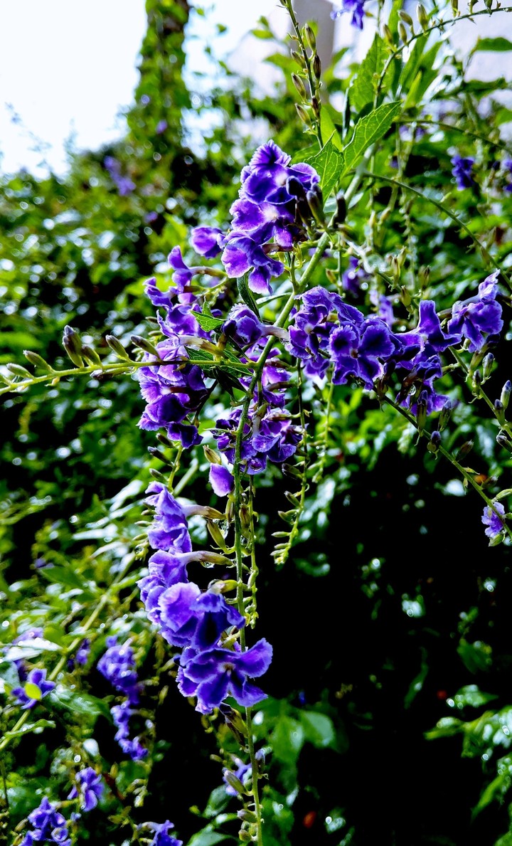 flowers