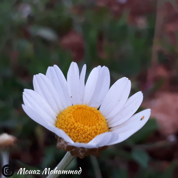 A rose