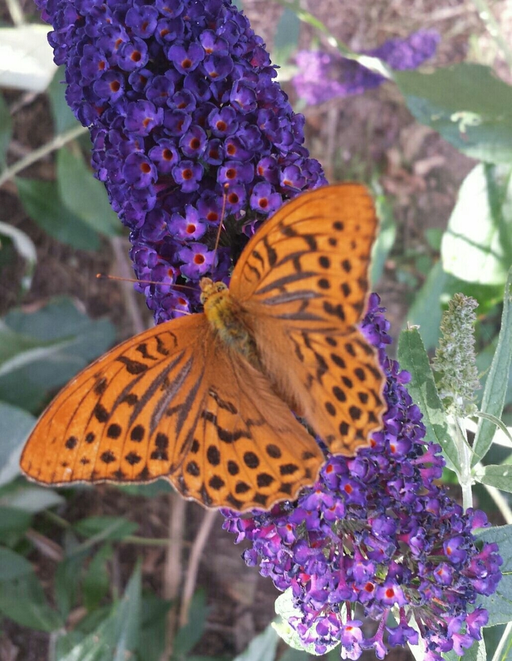 butterflies