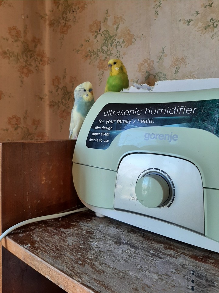little pranksters